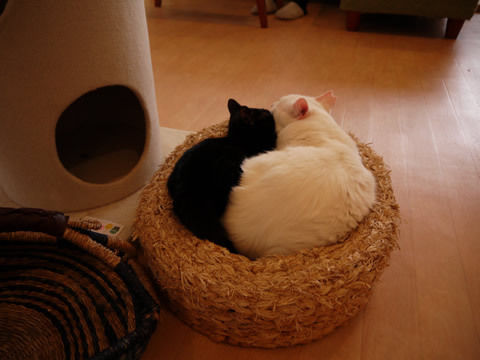 猫式ブログ~里親募集型猫カフェ