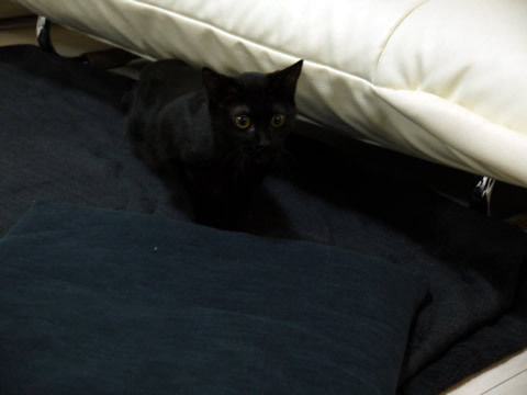 猫式ブログ~里親募集型猫カフェ