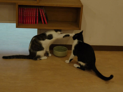 猫式ブログ～里親募集型猫カフェ