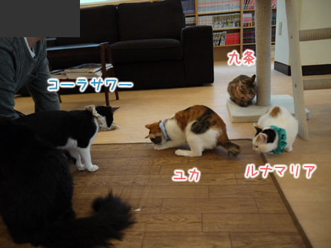 猫式ブログ~里親募集型猫カフェ