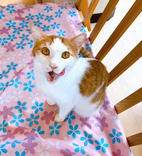 A96E1B1C-9D9A-4B55-BCF2-EC5F3B1FB1AB