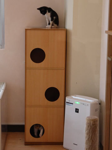 猫式ブログ~里親募集型猫カフェ