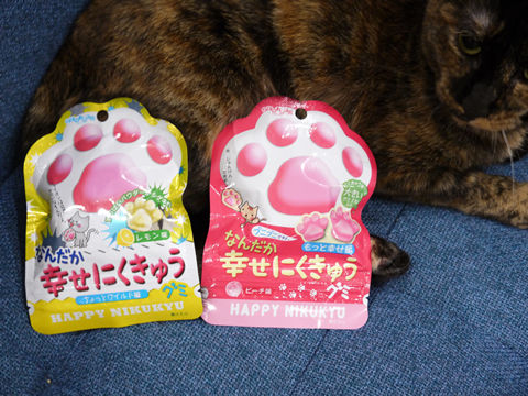 猫式ブログ~里親募集型猫カフェ