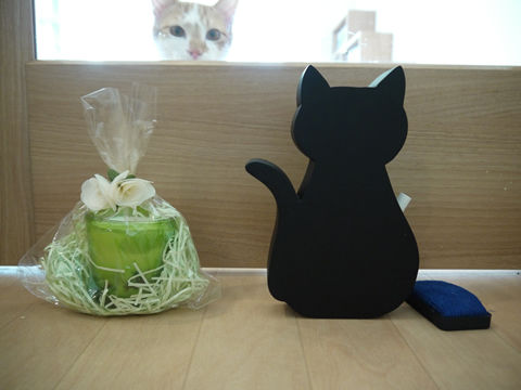 猫式ブログ~里親募集型猫カフェ