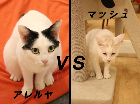 アレルヤマッシュ