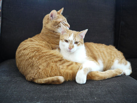 猫式ブログ~里親募集型猫カフェ