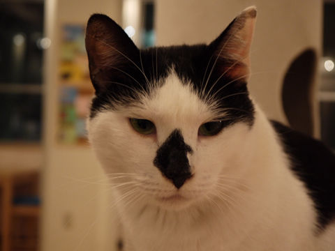 猫式ブログ~里親募集型猫カフェ