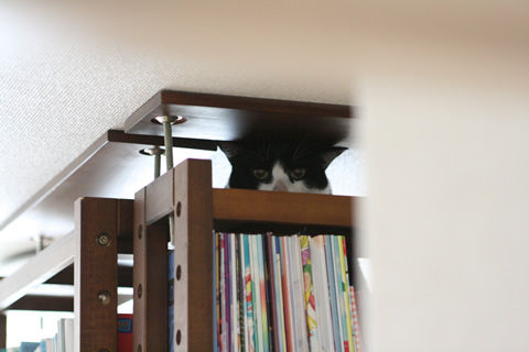 猫式ブログ~里親募集型猫カフェ