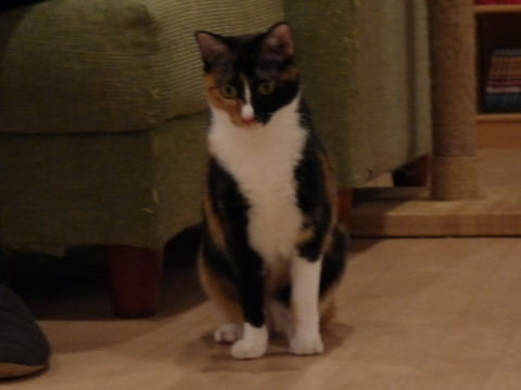 猫式ブログ~里親募集型猫カフェ