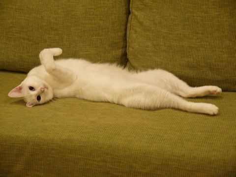 猫式ブログ~里親募集型猫カフェ
