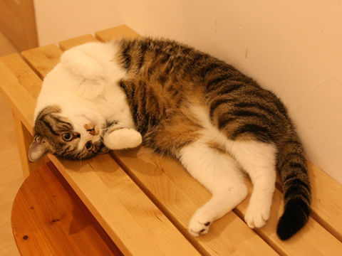 猫式ブログ~里親募集型猫カフェ