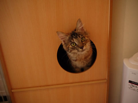 猫式ブログ~里親募集型猫カフェ