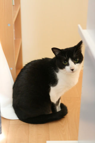 猫式ブログ~里親募集型猫カフェ