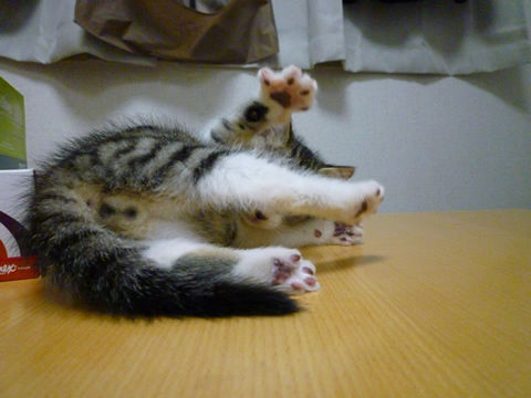 猫式ブログ~里親募集型猫カフェ