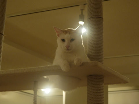 猫式ブログ~里親募集型猫カフェ