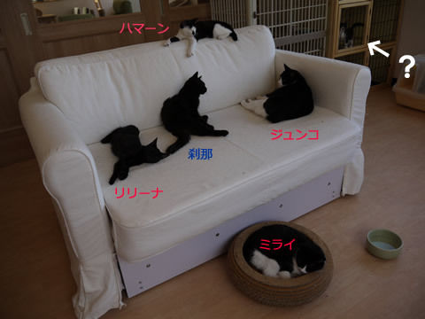 猫式ブログ～里親募集型猫カフェ