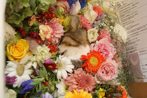 猫式ブログ~里親募集型猫カフェ