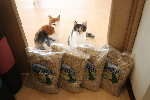 2018クリプレ_森貴子さん