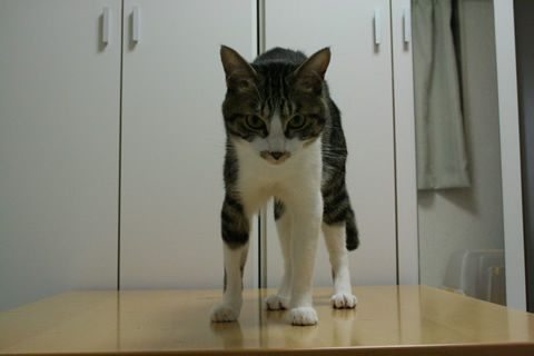 猫式ブログ~里親募集型猫カフェ