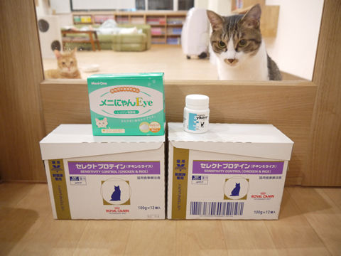 猫式ブログ~里親募集型猫カフェ