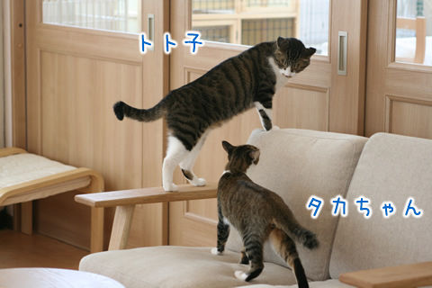 猫式ブログ~里親募集型猫カフェ