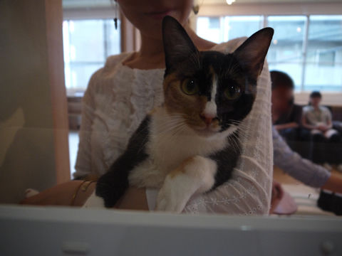 猫式ブログ~里親募集型猫カフェ