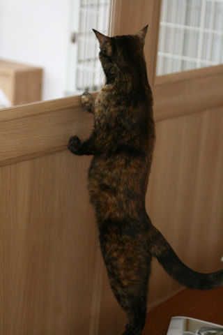 猫式ブログ～里親募集型猫カフェ