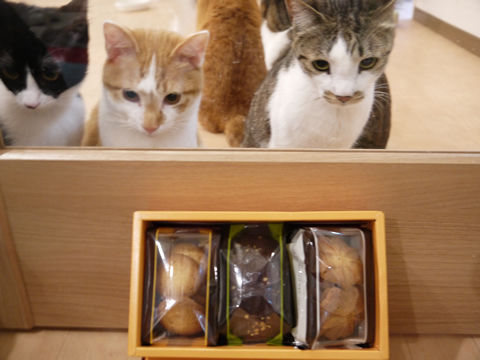 猫式ブログ~里親募集型猫カフェ