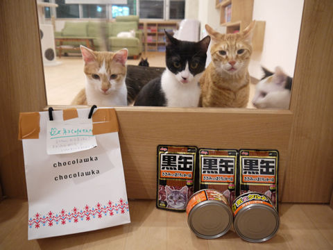 猫式ブログ~里親募集型猫カフェ