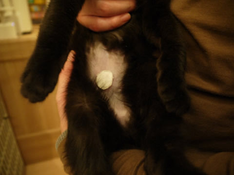 猫式ブログ~里親募集型猫カフェ