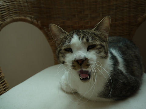 猫式ブログ~里親募集型猫カフェ