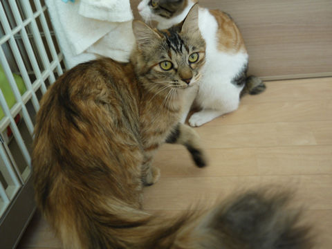 猫式ブログ~里親募集型猫カフェ