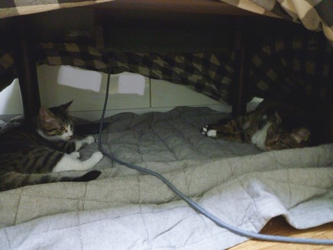 A899299C-83A6-4B2B-B3BA-AA1792BC03A2