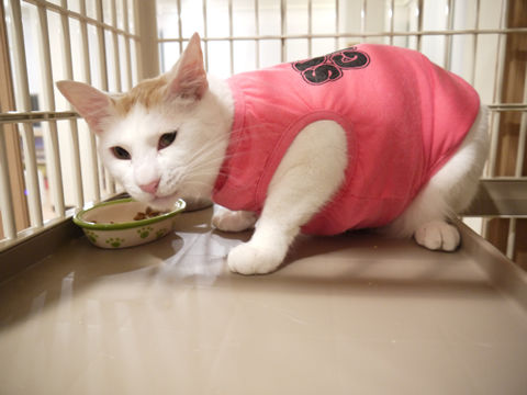 猫式ブログ~里親募集型猫カフェ