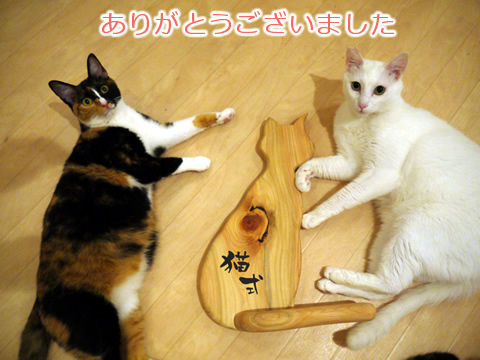 猫式ブログ~里親募集型猫カフェ