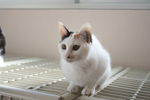 猫式ブログ~里親募集型猫カフェ