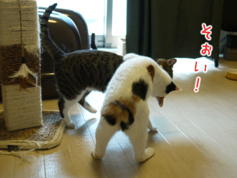 $猫式ブログ～里親募集型猫カフェ