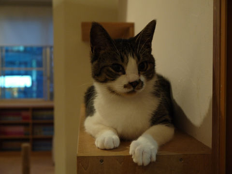猫式ブログ～里親募集型猫カフェ