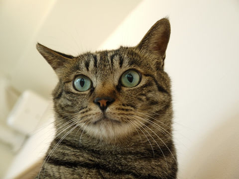 猫式ブログ~里親募集型猫カフェ