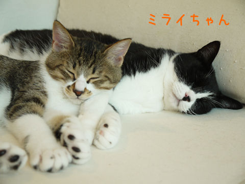 猫式ブログ~里親募集型猫カフェ