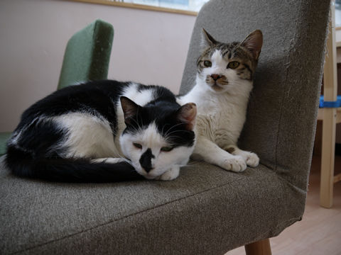 猫式ブログ~里親募集型猫カフェ