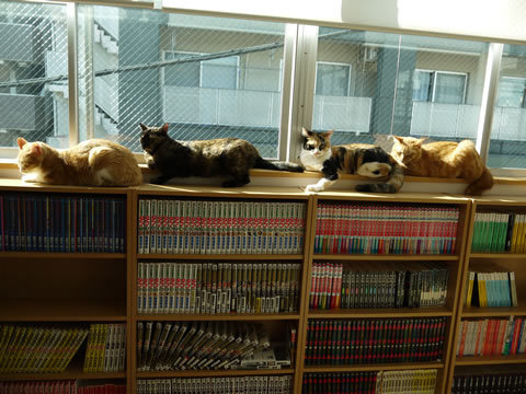 猫式ブログ~里親募集型猫カフェ