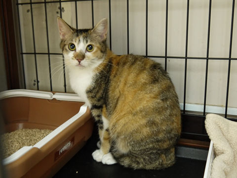 猫式ブログ~里親募集型猫カフェ