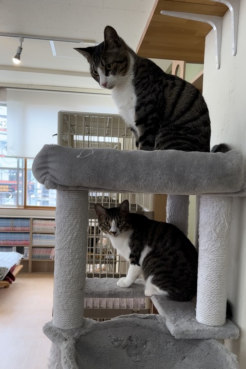 6253F5E3-AB21-420B-8518-F4D9B0878E5C