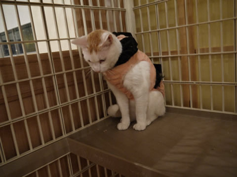 猫式ブログ~里親募集型猫カフェ
