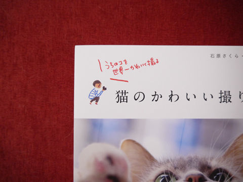 猫式ブログ~里親募集型猫カフェ