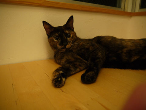 猫式ブログ～里親募集型猫カフェ