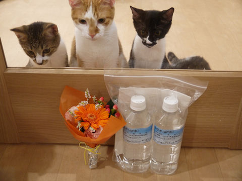 猫式ブログ~里親募集型猫カフェ