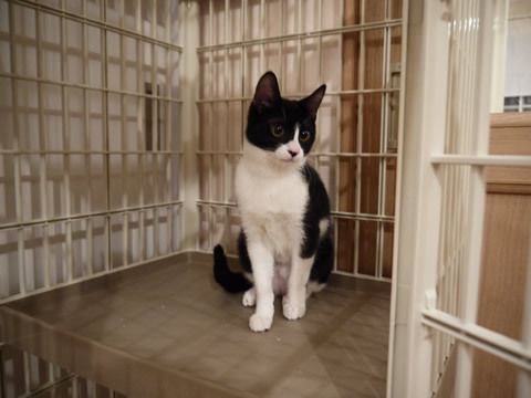 猫式ブログ~里親募集型猫カフェ