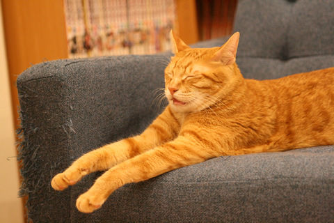 猫式ブログ~里親募集型猫カフェ
